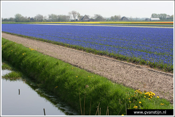 Veld02 Bollenvelden Noord-Holland<br><br> IMG_1081.jpg
