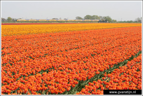 Veld02 Bollenvelden Noord-Holland<br><br> IMG_1086.jpg